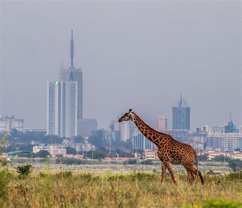 Nairobi National Park | Discover Safari Destinations