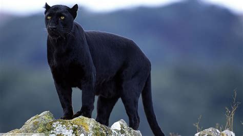 Wallpaper : animals, nature, wildlife, big cats, Black Panther, Puma, panthers, cougar, fauna ...