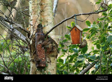 Birds feeding in the Garden Stock Photo - Alamy