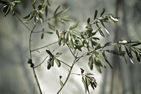 Olive branch | Flickr - Photo Sharing!