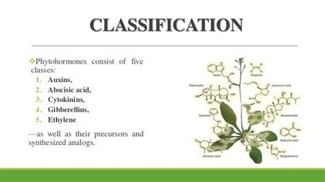 Phytohormones auxin & ethylene synthesis and effects