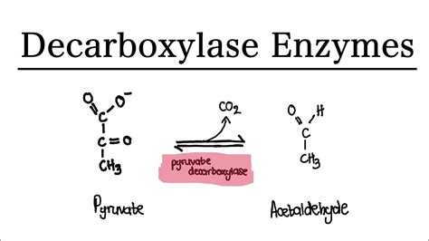 Decarboxylase Enzyme - Pyruvate Decarboxylase | MCAT Biochemistry - YouTube