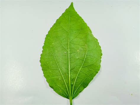 Leaves of the Plant Celastrus Orbiculatus, Isolated on a White Background. Stock Image - Image ...