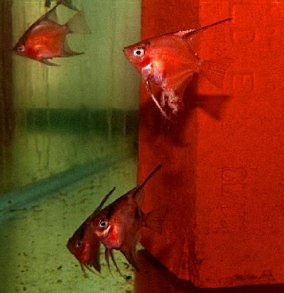 Solid Red Select Angelfish - Aquariumia