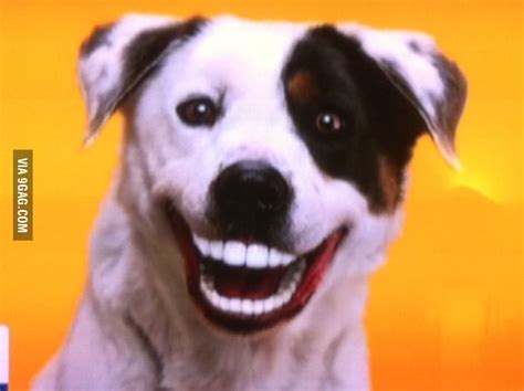 Dog with human teeth - 9GAG