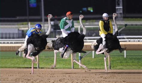 Ostrich Racing at HHS – The Clarion