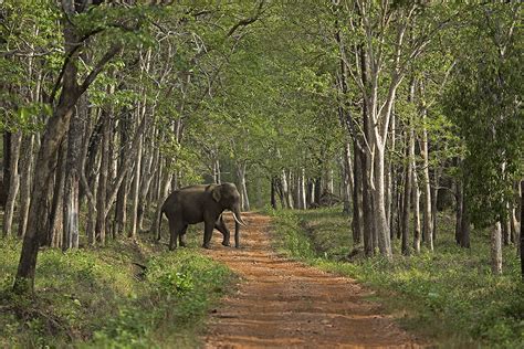 Wildlife Sanctuaries in Karnataka that you Must-Visit!