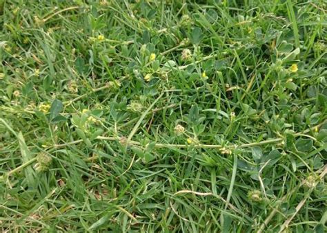 How to Remove Burr Weeds from Your Lawn | myhomeTURF