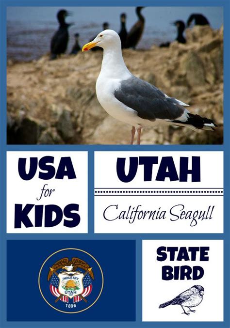 State Bird Coloring Pages by USA Facts for Kids | Bird coloring pages ...