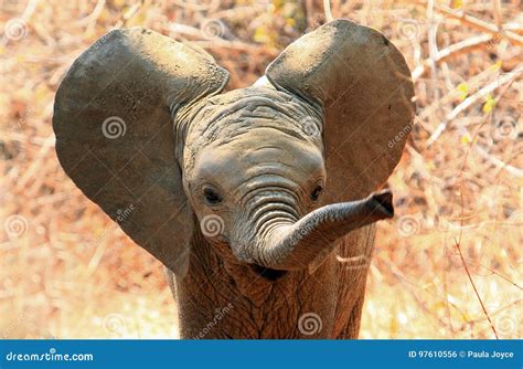 Cute Baby Elephant with Ears Flapping and Trunk Extended Stock Photo ...