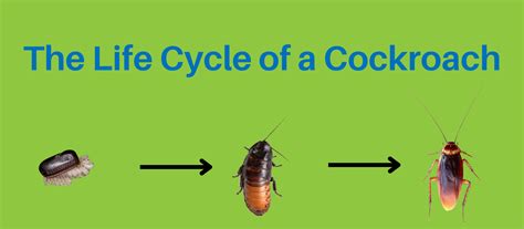 The Life Cycle of a Cockroach - Pest Control Service in Qatar ...