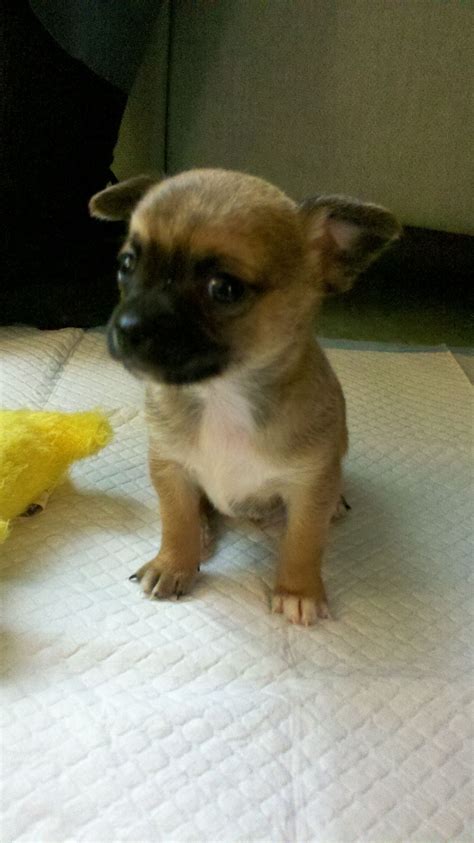 Deer Head Chihuahua Puppies Newborn - Pets Lovers