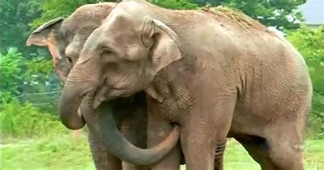 Rescued Circus Elephants Get Back Together After 22 Years – Inner Strength Zone