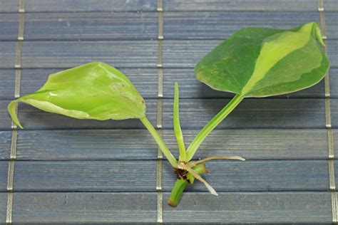 How to grow Philodendron hederaceum from cuttings