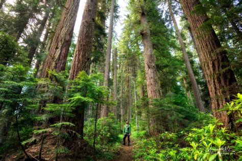 Hiking Oregon's Old-growth Forest - Oregon Photography