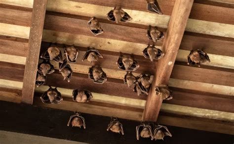 Bat Removal | Dixie Exterminators, Inc.