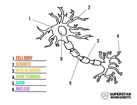 Neuron Cell Worksheets - Superstar Worksheets