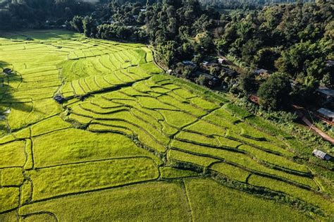 Premium Photo | Rice field ,aerial view of rice fields