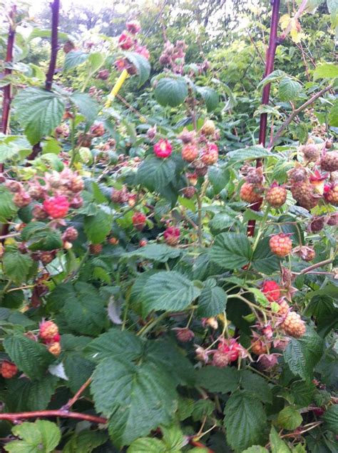 Raspberries 2013 | Plants, Berries, Raspberry