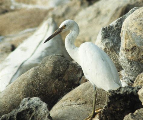 Aves - The Birds | Wildlife Journal Junior