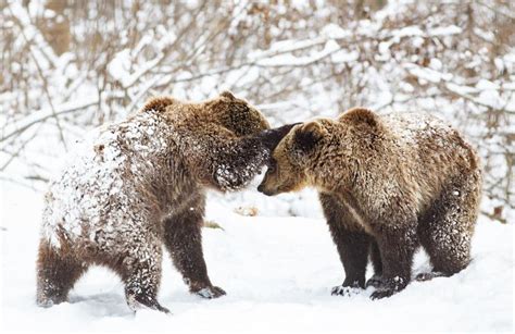 Bear cubs playing in snow stock image. Image of canada - 137746937