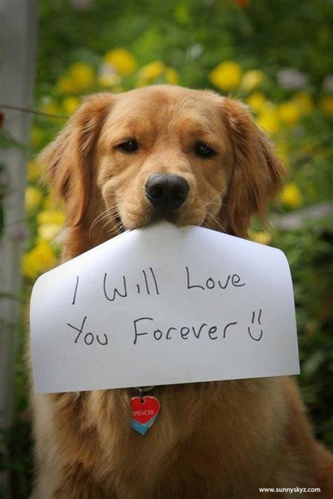 A dogs love is forever