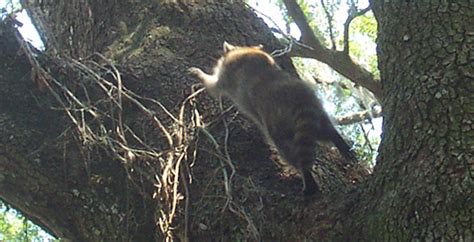 Do raccoons prefer to live and sleep in trees?