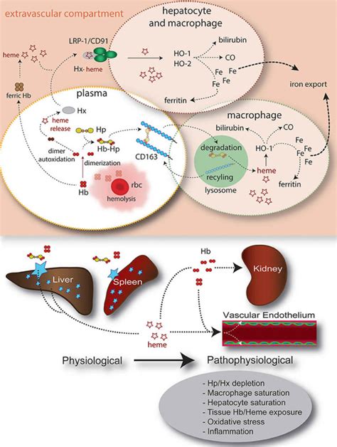 Haptoglobin function, levels, test & causes of low or high haptoglobin