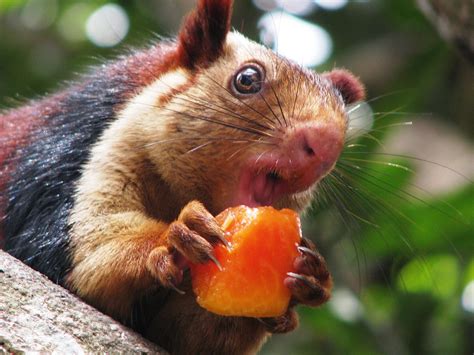 Indian Giant Squirrel Information, Range, Diet, Pictures