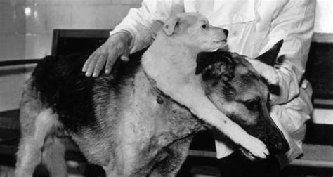 How Vladimir Demikhov Actually Made A Two-Headed Dog [PHOTOS]