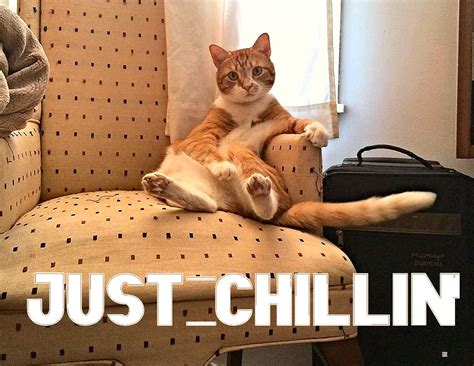 #CHILL #CHILLIN #CATS #ANIMALS | Animals, Cats, Memes