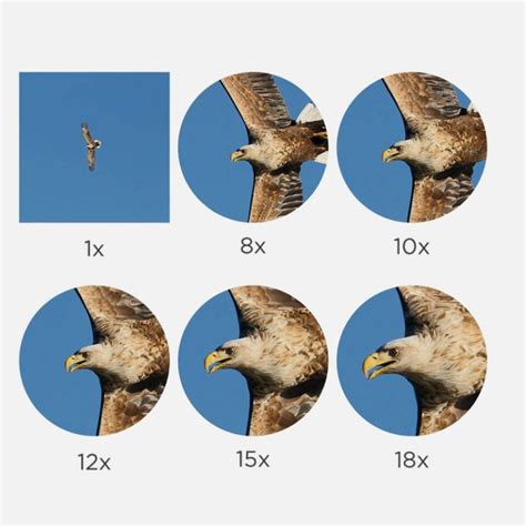 Understanding Binocular Magnification - Binocular Magnification Guide ...