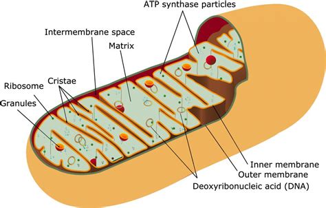 mitochondrion | Magnesium and Health