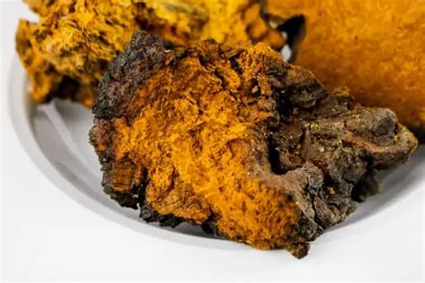 Chaga Mushroom Identification: Master the Art of Recognition