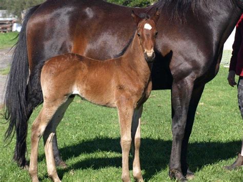 Horses and Hockey: Videos and Photos of Somebeachsomewhere weanlings