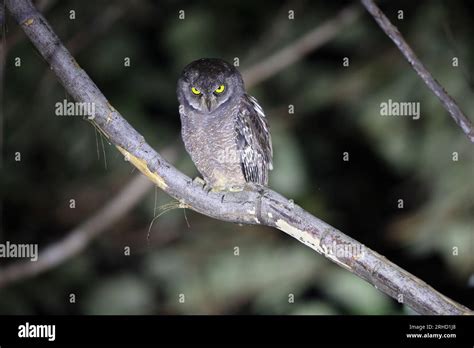 The Biak scops owl (Otus beccarii) is a species of owl endemic to the ...