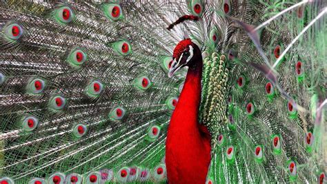 Red Peacock Wallpaper HD - Live Wallpaper HD