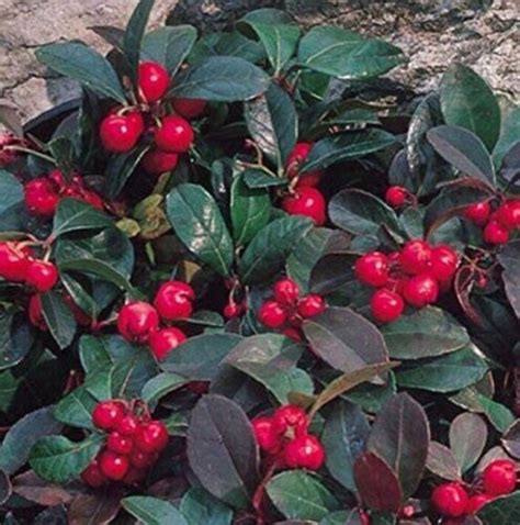 25 Edible Wintergreen Teaberry Plants Gaultheria Procumbens | Etsy