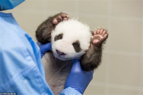 Sleepy panda cub gets HICCUPS just as it is about to doze off in adorable footage from Berlin ...