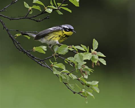 Magnolia Warbler — Banff Moments