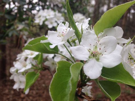 Depth of Field- In this photo the closest flower is in focus while the rest is blurry , creating ...