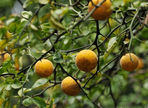 Trifoliate Orange Fruits | One of the big trifoliate oranges… | Flickr