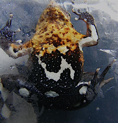 Darwin's Frogs Are in Steep Decline | Live Science