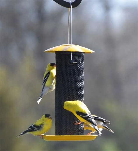 The Petite Yellow Thistle Feeder is ready to hang and extremely easy to use, fill and clean. The ...