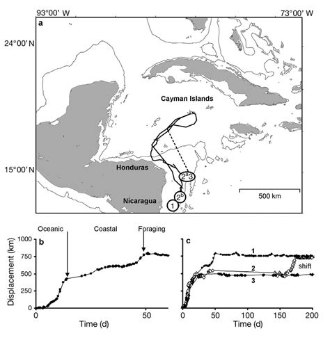 Caretta caretta. (a) Loggerhead turtle migration routes to foraging... | Download Scientific Diagram