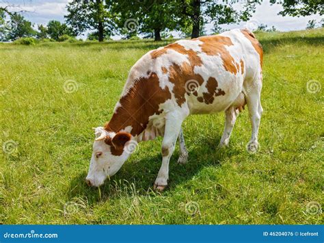 Piebald Cow Grazing on the Field Stock Photo - Image of meadow, countryside: 46204076