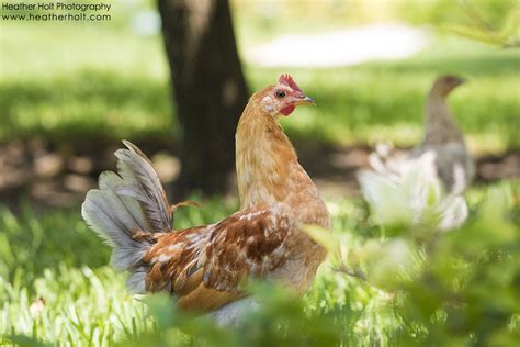 SILVER SANDS: The Wild Chickens of Cayman