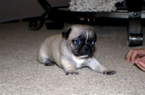 Small Pug Puppy Free Stock Photo - Public Domain Pictures