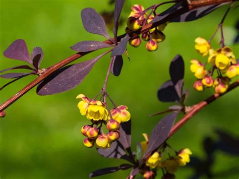 17 Thorny Bushes to Use for Home Defense | Thorny bushes, Evergreen shrubs, Flowering quince