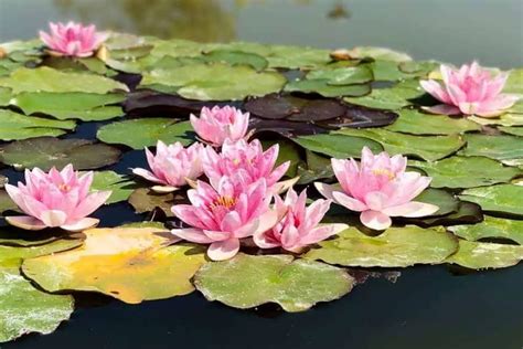 Hardy Water Lilies Care: Planting, Fertilizing and Bloom